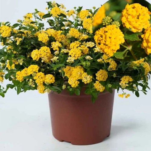 Lantana 'Trinidad Yellow' - Lantaan 'Trinidad Yellow' 